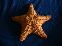 Raw Natural 7-3/4" Bahamian starfish